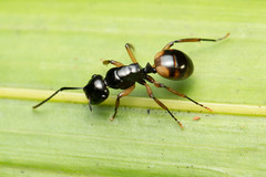 Polyrhachis flavibasis