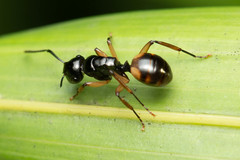 Polyrhachis flavibasis