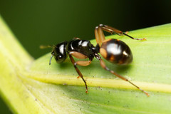 Polyrhachis flavibasis