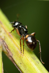 Polyrhachis flavibasis