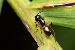 Polyrhachis flavibasis
