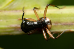 Polyrhachis flavibasis