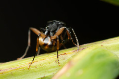 Polyrhachis flavibasis