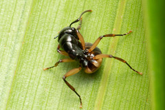 Polyrhachis flavibasis
