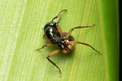 Polyrhachis flavibasis