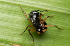 Polyrhachis flavibasis