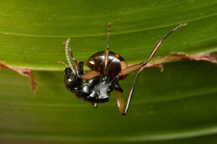 Polyrhachis flavibasis