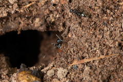 Leptomyrmex burwelli