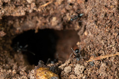 Leptomyrmex burwelli