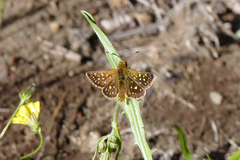 Butleria elwesi
