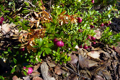 Gaultheria poeppigii
