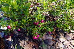 Gaultheria poeppigii