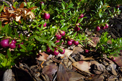 Gaultheria poeppigii