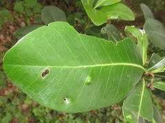 Eriophyes inermae