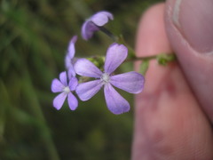 Buchnera floridana image