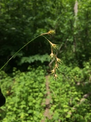 Carex echinodes