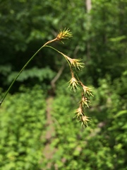 Carex echinodes