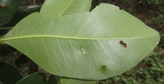 Eriophyes inermae