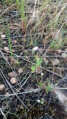 Phemeranthus confertiflorus