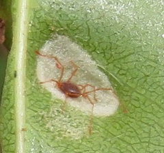 Eriophyes inermae