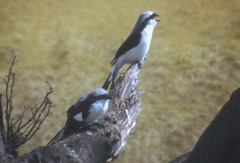 Lanius excubitoroides