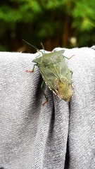 Piezosternum subulatum