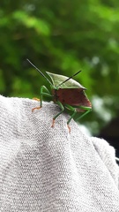 Piezosternum subulatum