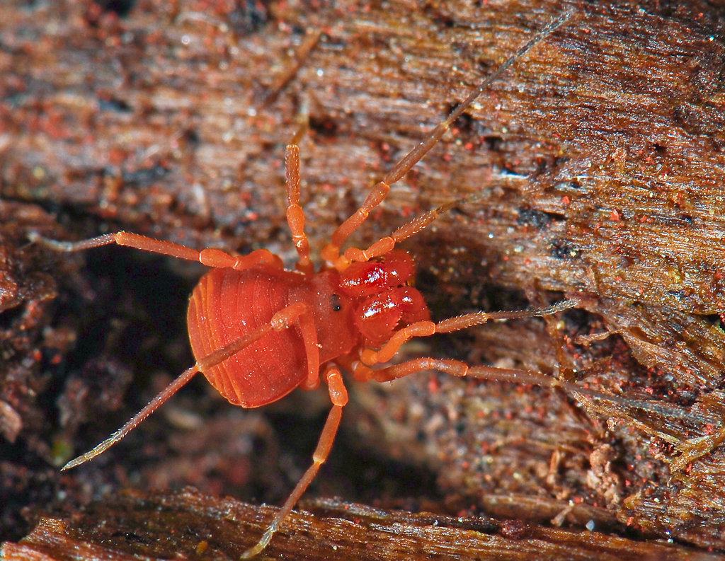Sclerobunus robustus
