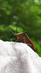 Piezosternum subulatum