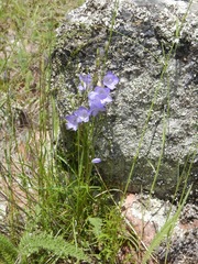 Campanula petiolata