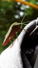 Piezosternum subulatum