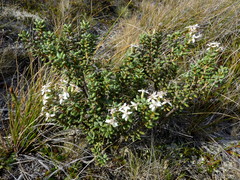 Olearia cymbifolia