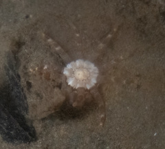 Halcampa decemtentaculata