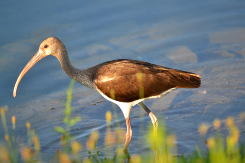 White Ibis photographed in Indiana