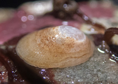 Lepeta concentrica