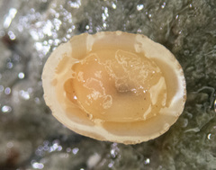 Lepeta concentrica