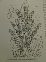 Steccherinum bourdotii