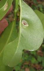 Eriophyes inermae