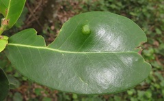 Eriophyes inermae
