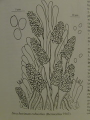 Steccherinum robustius