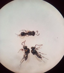 Platygaster robiniae