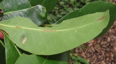 Eriophyes inermae