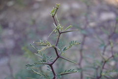 Prosopis alpataco