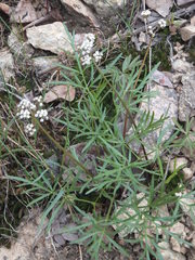 Lomatium geyeri