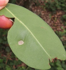 Eriophyes inermae