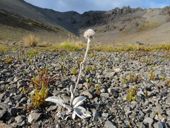 Craspedia lanata elongata