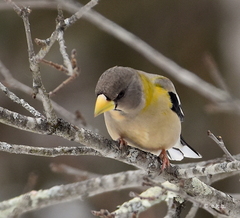 Evening Grosbeak photo 3