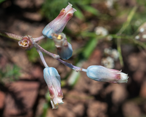Lachenalia unifolia