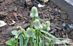 Cyperus sesquiflorus sesquiflorus