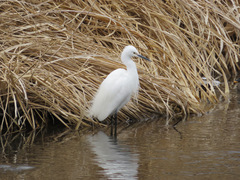 Egretta garzetta